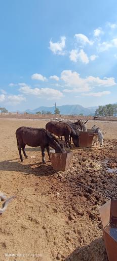 عکس باغ وحش شیراز