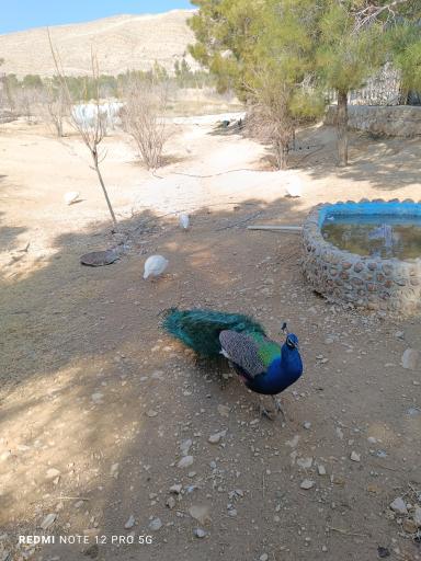 عکس باغ وحش شیراز