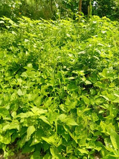 عکس باغ صیفی جات حجت علی زاده