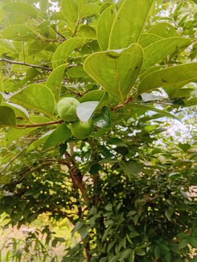 عکس باغ صیفی جات حجت علی زاده