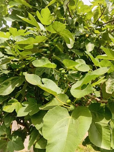 عکس باغ صیفی جات حجت علی زاده