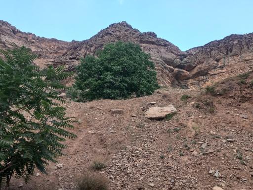 عکس کلوگان
