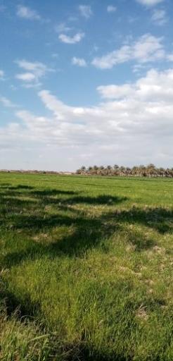 عکس غزاویه بزرگ