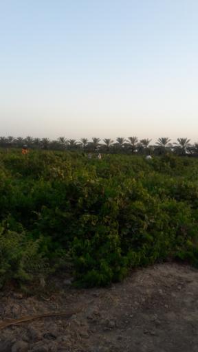 عکس غزاویه بزرگ