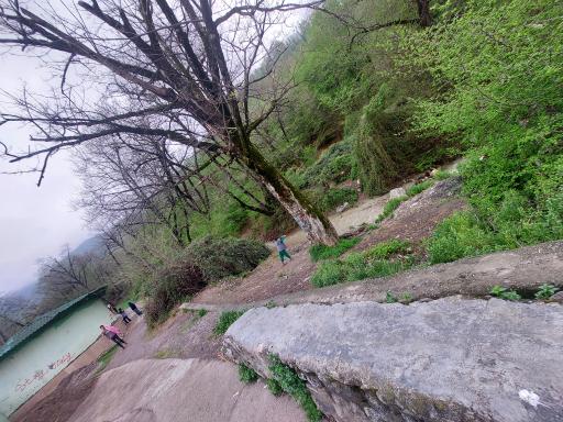 عکس پارک جنگلی ناهارخوران