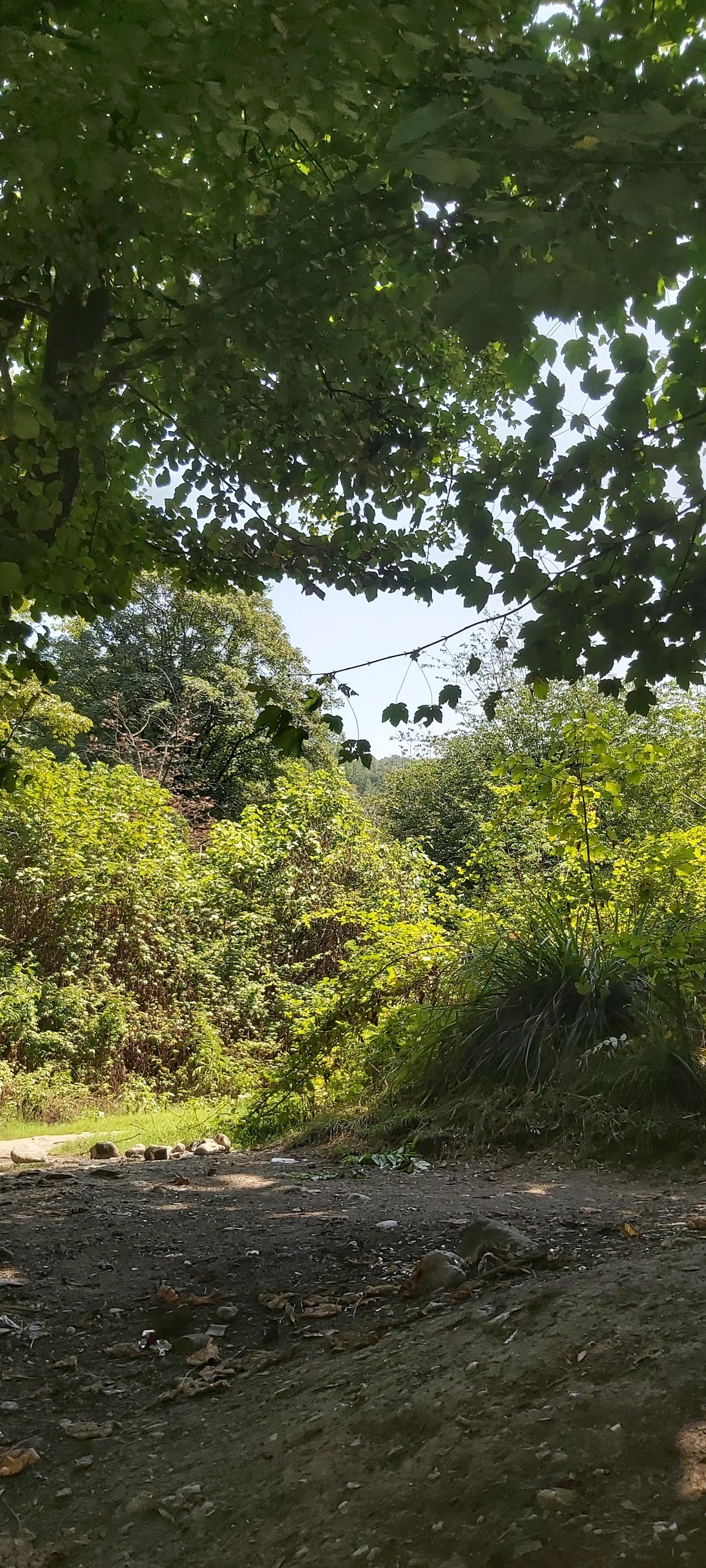 عکس پارک جنگلی ناهارخوران