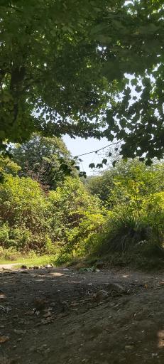 عکس پارک جنگلی ناهارخوران