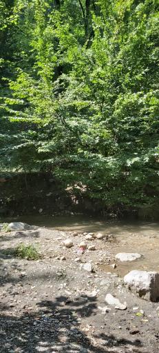 عکس پارک جنگلی ناهارخوران