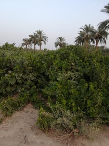 عکس غزاویه بزرگ
