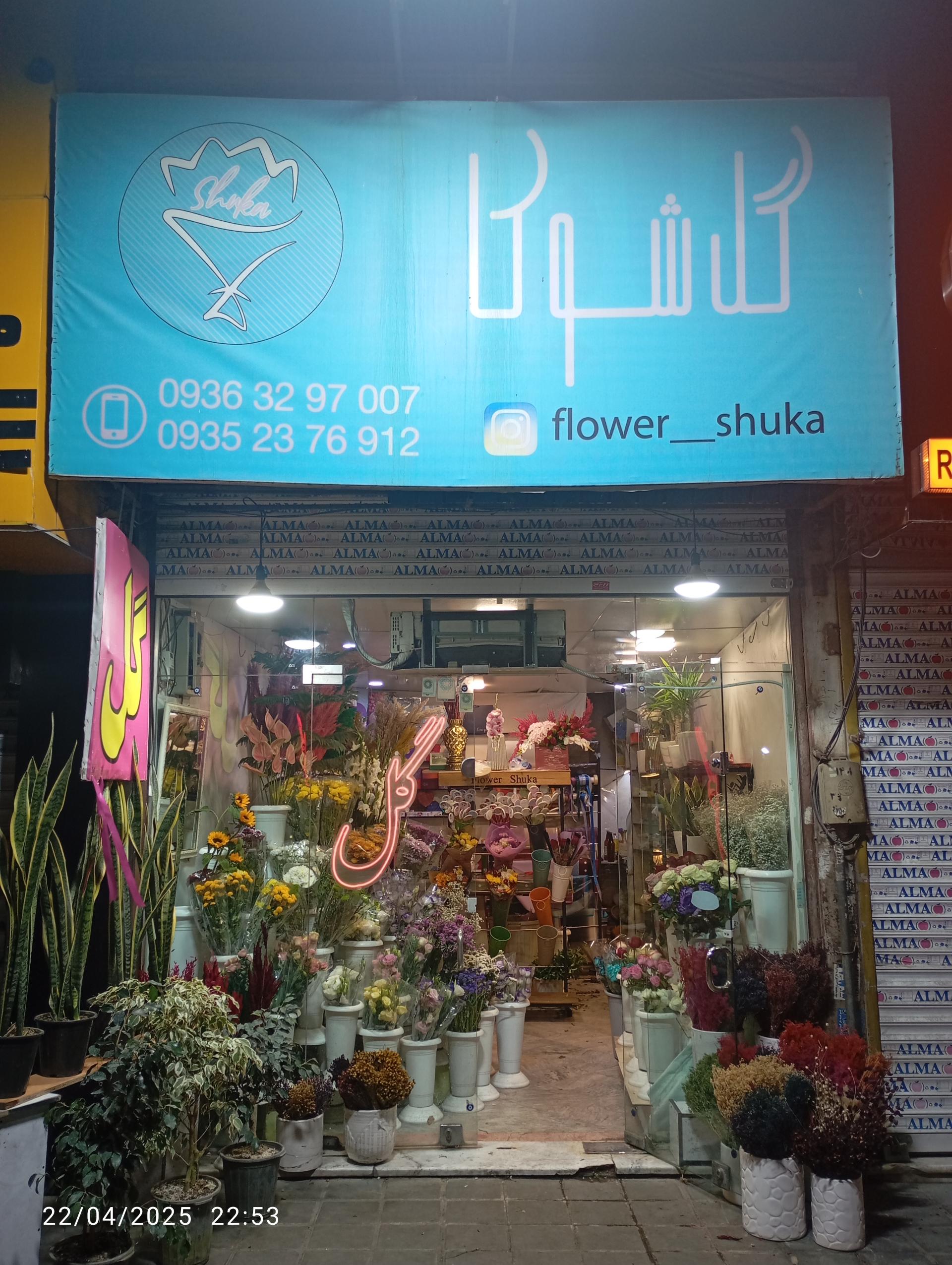 عکس گل شوکا 