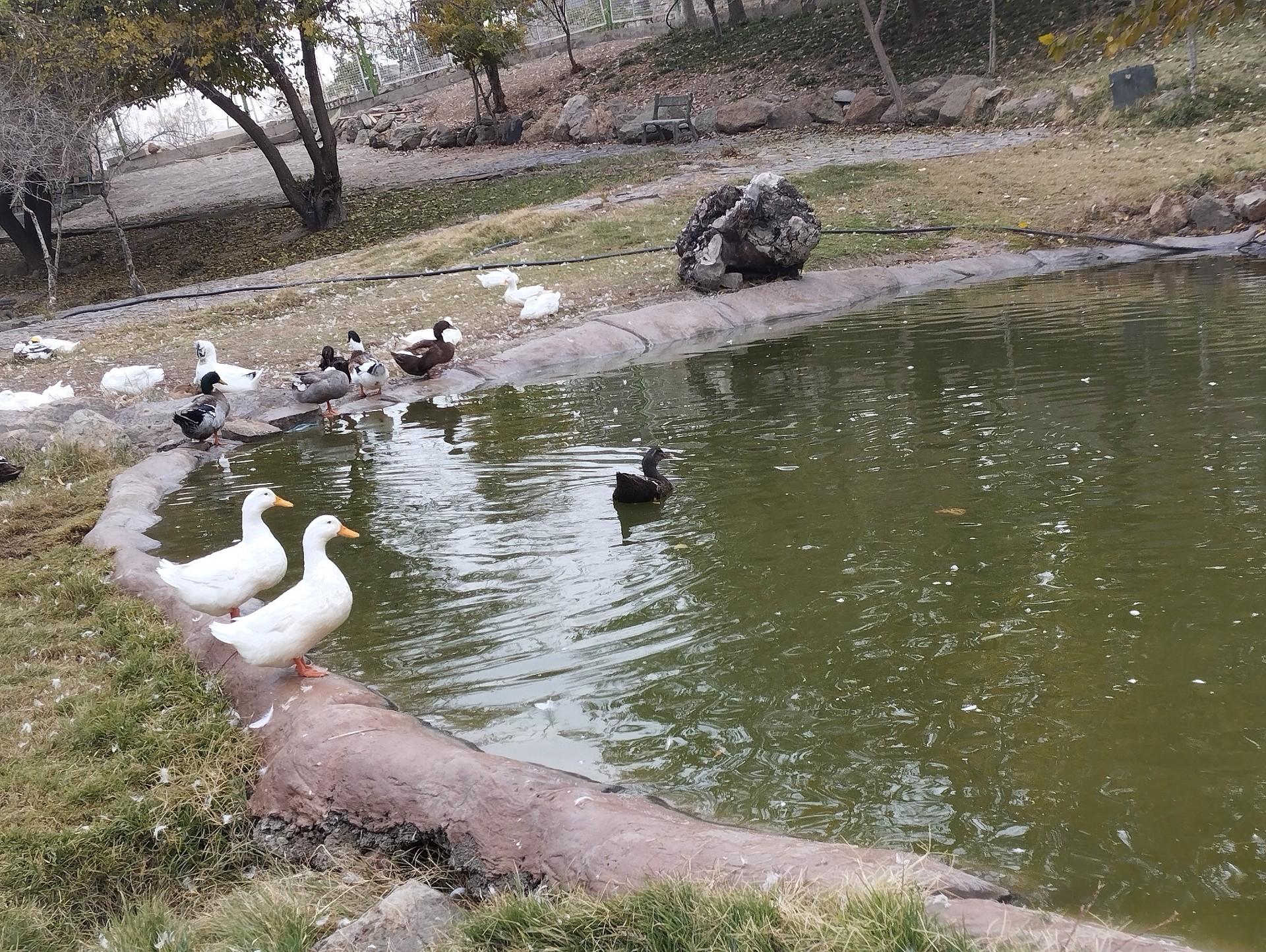 عکس باغ پرندگان