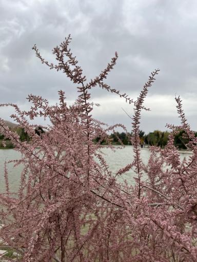 عکس دریاچه زیتون