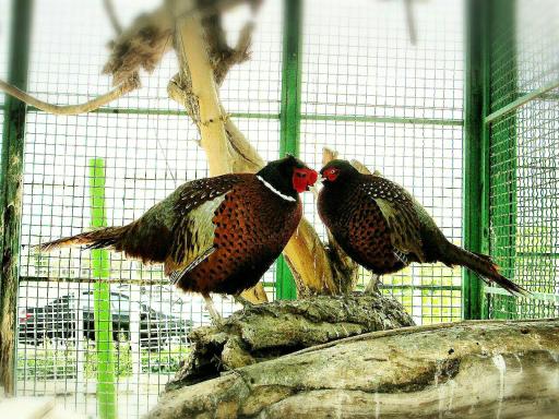 عکس باغ پرندگان