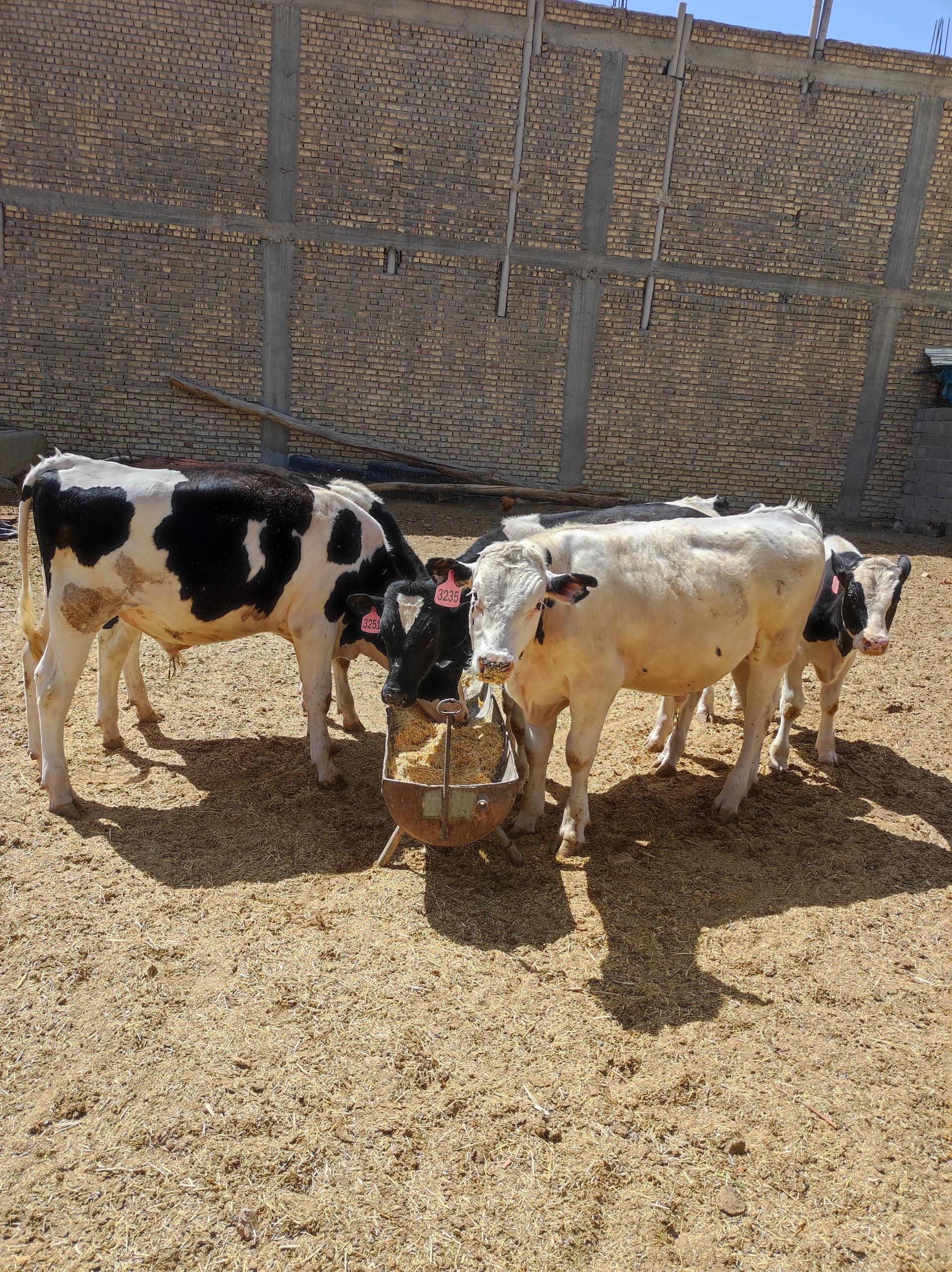 عکس  علوفه دام کشاورزی پناهی