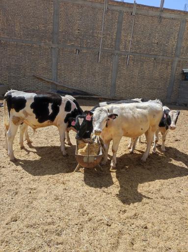 عکس  علوفه دام کشاورزی پناهی