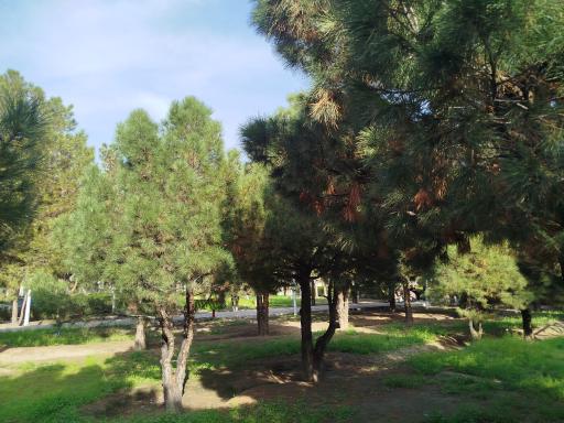 عکس بوستان شاهد