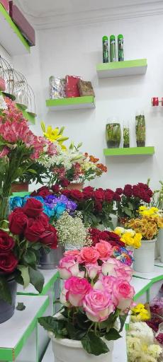 عکس گلسرای لاله