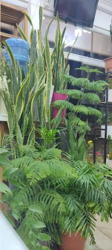 عکس گلسرای لاله