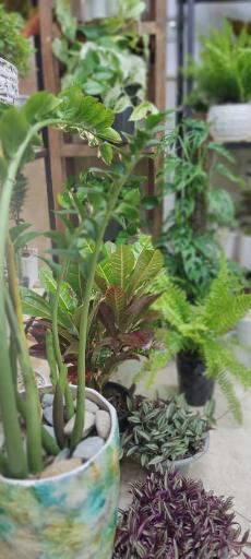 عکس گلسرای لاله