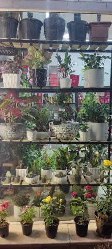 عکس گلسرای لاله