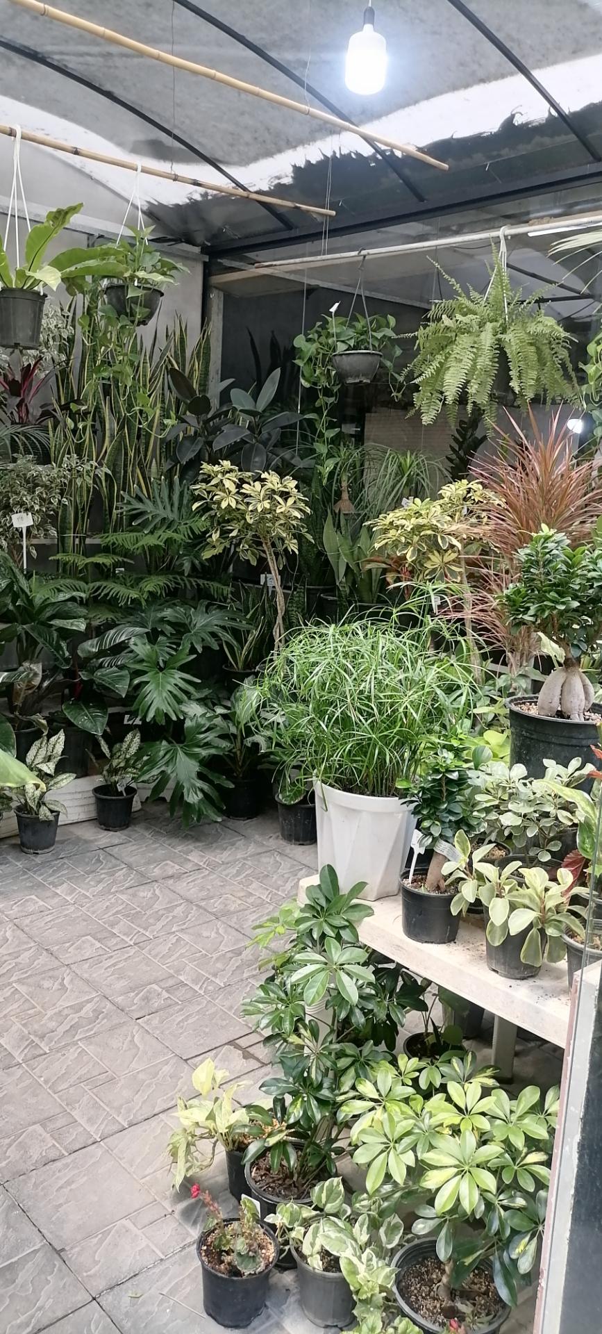 عکس بازار گل اکباتان