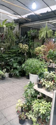 عکس بازار گل اکباتان