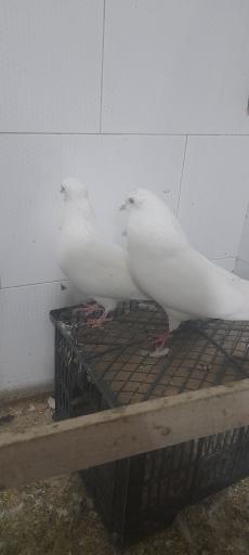 عکس دانه و پرنده سرای ققنوس
