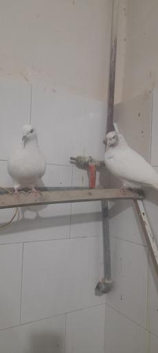 عکس دانه و پرنده سرای ققنوس