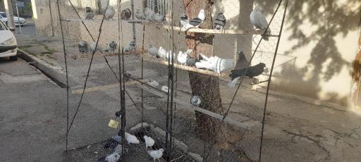 عکس دانه و پرنده سرای ققنوس
