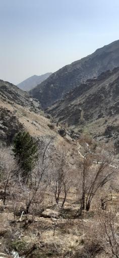 عکس پلنگ چال