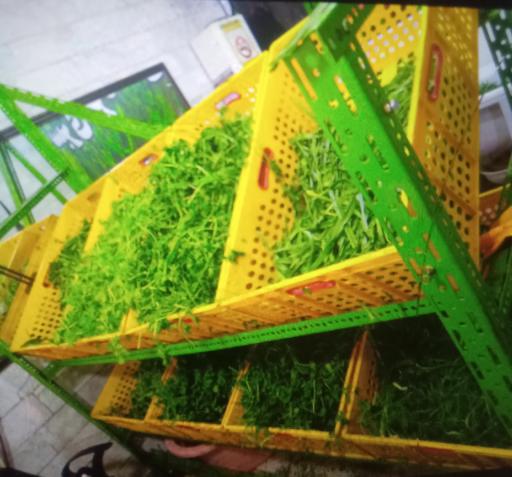 عکس سبزی خردکنی شمیم