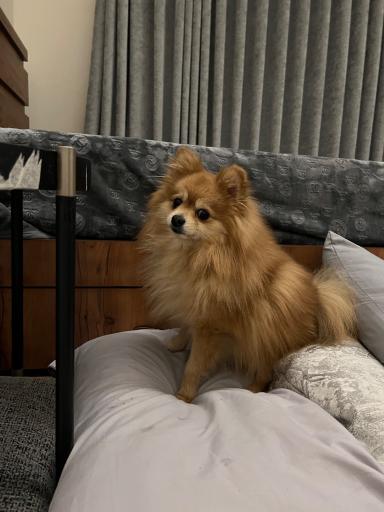 عکس کلینیک دامپزشکی لیام