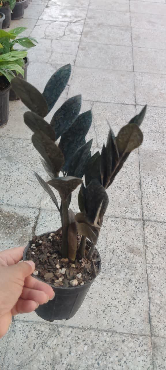 عکس کلکده رحمانیان