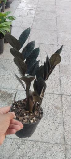 عکس کلکده رحمانیان
