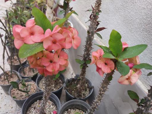 عکس کلکده رحمانیان