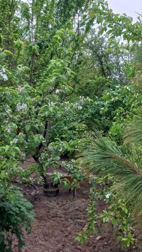 عکس باغچه حمید