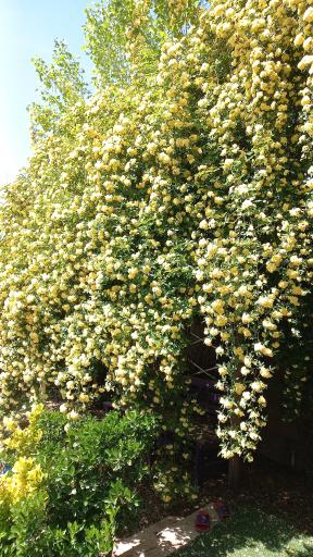 عکس باغچه حمید