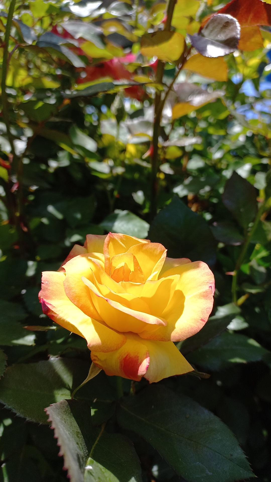 عکس باغچه حمید