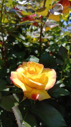 عکس باغچه حمید