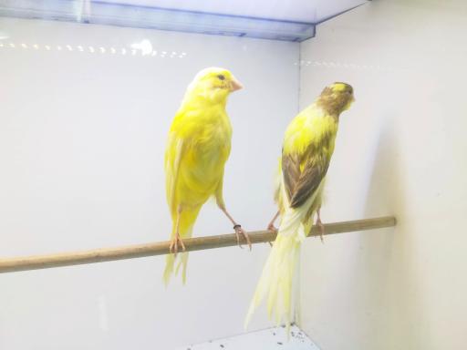 عکس مرکز فروش تخصصی قناری 