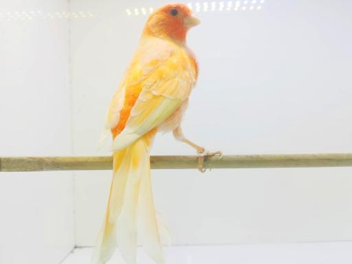 عکس مرکز فروش تخصصی قناری 