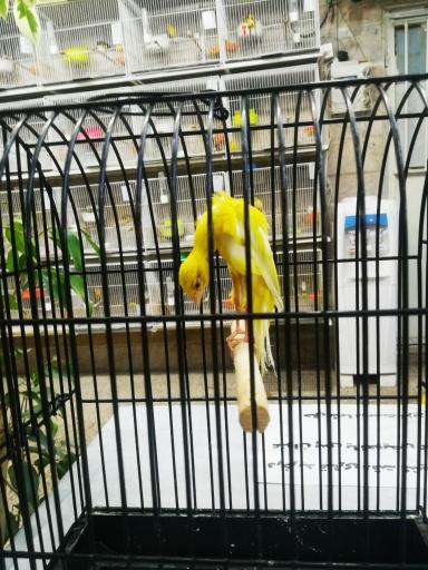 عکس مرکز فروش تخصصی قناری 