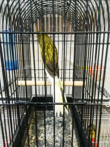 عکس مرکز فروش تخصصی قناری 