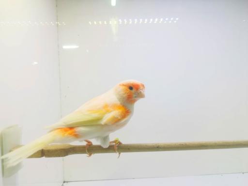 عکس مرکز فروش تخصصی قناری 