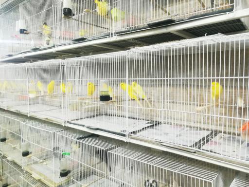 عکس مرکز فروش تخصصی قناری 