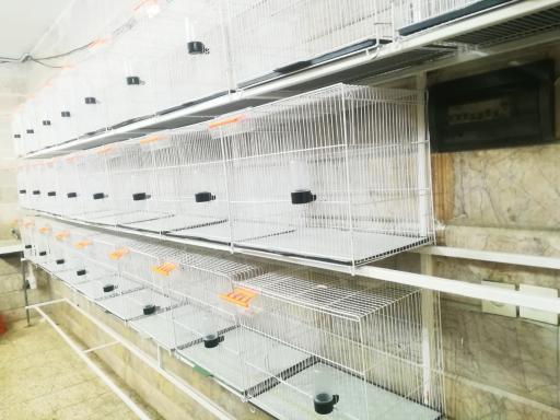 عکس مرکز فروش تخصصی قناری 