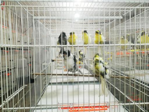 عکس مرکز فروش تخصصی قناری 