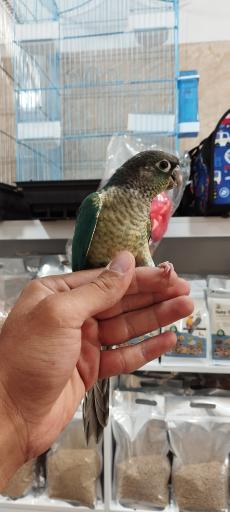 عکس پرنده سرای کوکاتیل