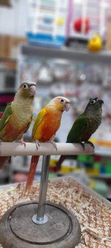 عکس پرنده سرای کوکاتیل