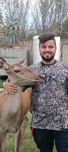 عکس پرورشگاه اهو و گوزن مرال